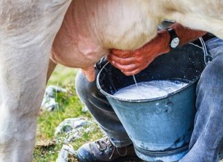 ਲੁਧਿਆਣਾ ‘ਚ ਰੋਜ਼ਾਨਾਂ ਵਿਕਦਾ ਹੈ 1.5 ਕਰੋੜ ਲੀਟਰ ਦੁੱਧ, ਦੂਜੇ ਨੰਬਰ ‘ਤੇ ਜਲੰਧਰ