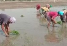 ਬੇਰੁਜ਼ਗਾਰੀ ਦੇ ਸਤਾਏ ਟੈੱਟ ਪਾਸ ਅਧਿਆਪਕ ਝੋਨਾ ਲਾਉਣ ਲਈ ਹੋਏ ਮਜ਼ਬੂਰ