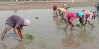 ਬੇਰੁਜ਼ਗਾਰੀ ਦੇ ਸਤਾਏ ਟੈੱਟ ਪਾਸ ਅਧਿਆਪਕ ਝੋਨਾ ਲਾਉਣ ਲਈ ਹੋਏ ਮਜ਼ਬੂਰ