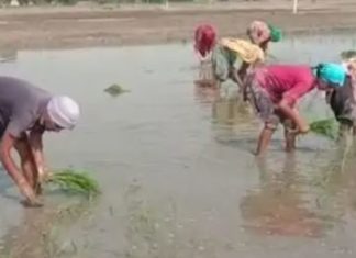 ਬੇਰੁਜ਼ਗਾਰੀ ਦੇ ਸਤਾਏ ਟੈੱਟ ਪਾਸ ਅਧਿਆਪਕ ਝੋਨਾ ਲਾਉਣ ਲਈ ਹੋਏ ਮਜ਼ਬੂਰ