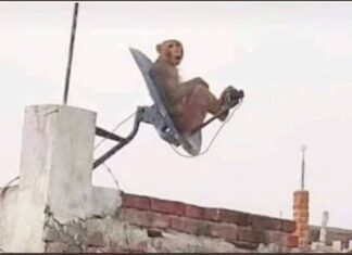 ਡਿਸ਼ ਛੱਤਰੀ ‘ਤੇ ਬੈਠੇ ਬਾਂਦਰ ਦੀ ਫੋਟੋ ‘ਤੇ ਕੈਪਸ਼ਨ ਲਿਖ ਕੇ ਭੇਜਣ ਵਾਲੇ ਨੂੰ ਮਿਲੇਗੀ ਮਹਿੰਦਰਾ ਦੀ ਸ਼ਾਨਦਾਰ ਕਾਰ