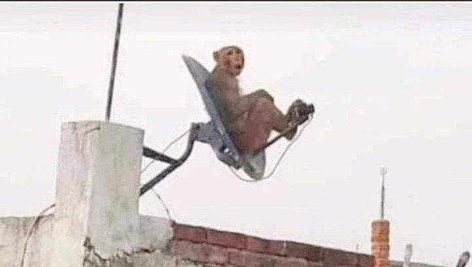 ਡਿਸ਼ ਛੱਤਰੀ ‘ਤੇ ਬੈਠੇ ਬਾਂਦਰ ਦੀ ਫੋਟੋ ‘ਤੇ ਕੈਪਸ਼ਨ ਲਿਖ ਕੇ ਭੇਜਣ ਵਾਲੇ ਨੂੰ ਮਿਲੇਗੀ ਮਹਿੰਦਰਾ ਦੀ ਸ਼ਾਨਦਾਰ ਕਾਰ