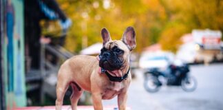 ਅਮਰੀਕਾ ਦੇ ਇਕ ਸ਼ਹਿਰ ਦਾ ਮੇਅਰ ਬਣਿਆ ਕੁੱਤਾ, ਭਰੀ ਵੋਟਾਂ ਨਾਲ ਜਿੱਤੀ ਚੋਣ – ਜਾਣੋ ਦਿਲਚਸਪ ਕਹਾਣੀ