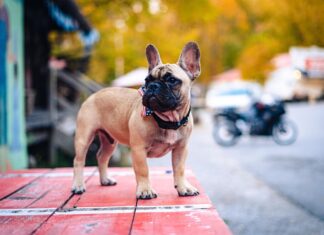 ਅਮਰੀਕਾ ਦੇ ਇਕ ਸ਼ਹਿਰ ਦਾ ਮੇਅਰ ਬਣਿਆ ਕੁੱਤਾ, ਭਰੀ ਵੋਟਾਂ ਨਾਲ ਜਿੱਤੀ ਚੋਣ – ਜਾਣੋ ਦਿਲਚਸਪ ਕਹਾਣੀ