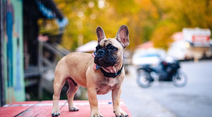 ਅਮਰੀਕਾ ਦੇ ਇਕ ਸ਼ਹਿਰ ਦਾ ਮੇਅਰ ਬਣਿਆ ਕੁੱਤਾ, ਭਰੀ ਵੋਟਾਂ ਨਾਲ ਜਿੱਤੀ ਚੋਣ – ਜਾਣੋ ਦਿਲਚਸਪ ਕਹਾਣੀ