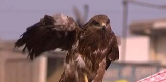 ਜਾਣੋ – ਇਹ ਬਾਜ ਕਿਵੇਂ ਰੱਖਦਾ ਹੈ ਪੂਰੇ ਅੰਦੋਲਨ ‘ਤੇ ਨਜ਼ਰ ਤੇ ਕੋਈ ਵੀ ਹਰਕਤ ਦੀ ਕਿਵੇਂ ਦਿੰਦਾ ਹੈ ਕਿਸਾਨਾਂ ਨੂੰ ਸੂਚਨਾ