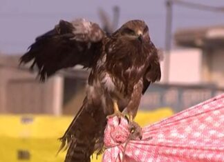 ਜਾਣੋ – ਇਹ ਬਾਜ ਕਿਵੇਂ ਰੱਖਦਾ ਹੈ ਪੂਰੇ ਅੰਦੋਲਨ ‘ਤੇ ਨਜ਼ਰ ਤੇ ਕੋਈ ਵੀ ਹਰਕਤ ਦੀ ਕਿਵੇਂ ਦਿੰਦਾ ਹੈ ਕਿਸਾਨਾਂ ਨੂੰ ਸੂਚਨਾ