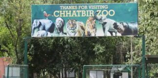 ਮੋਹਾਲੀ ਵਾਲਾ ਛੱਤਬੀੜ ਚਿੜੀਆਘਰ ਅੱਜ ਤੋਂ ਖੁਲ੍ਹਿਆ, ਸ਼ੇਰ ਦੇ ਬੱਚੇ ਅਮਰ, ਅਰਜੁਨ ਅਤੇ ਦਿਲਨੂਰ ਨੂੰ ਪਹਿਲੀ ਵਾਰੀ ਵੇਖਣ ਦਾ ਮਿਲੇਗਾ ਮੌਕਾ