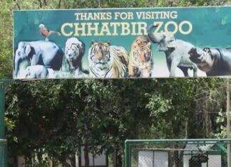ਮੋਹਾਲੀ ਵਾਲਾ ਛੱਤਬੀੜ ਚਿੜੀਆਘਰ ਅੱਜ ਤੋਂ ਖੁਲ੍ਹਿਆ, ਸ਼ੇਰ ਦੇ ਬੱਚੇ ਅਮਰ, ਅਰਜੁਨ ਅਤੇ ਦਿਲਨੂਰ ਨੂੰ ਪਹਿਲੀ ਵਾਰੀ ਵੇਖਣ ਦਾ ਮਿਲੇਗਾ ਮੌਕਾ