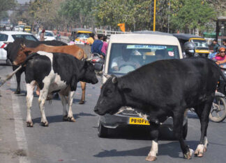 ਜਲੰਧਰ ਦੀਆਂ ਸੜਕਾਂ ‘ਤੇ ਅਵਾਰਾ ਪਸ਼ੂ ਵਿਖਾਈ ਦੇਣ ਤਾਂ ਇਨ੍ਹਾਂ ਨੰਬਰਾਂ ‘ਤੇ ਕਰੋ ਫੋਨ, ਟ੍ਰੈਫਿਕ ਪੁਲਿਸ ਆ ਕੇ ਫੜ੍ਹੇਗੀ ਪਸ਼ੂ