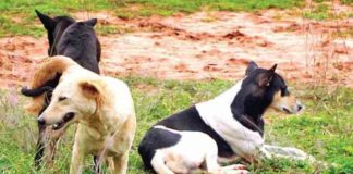 ਗੁਰਦਾਸਪੁਰ ‘ਚ ਅਵਾਰਾ ਕੁੱਤਿਆਂ ਨੇ ਨੋਚ-ਨੋਚ ਖਾਧਾ ਨੌਜਵਾਨ ਮਜ਼ਦੂਰ, ਤੜਫ-ਤੜਫ ਹੋਈ ਮੌਤ