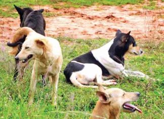 ਗੁਰਦਾਸਪੁਰ ‘ਚ ਅਵਾਰਾ ਕੁੱਤਿਆਂ ਨੇ ਨੋਚ-ਨੋਚ ਖਾਧਾ ਨੌਜਵਾਨ ਮਜ਼ਦੂਰ, ਤੜਫ-ਤੜਫ ਹੋਈ ਮੌਤ