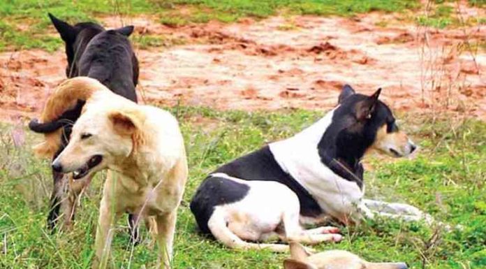 ਗੁਰਦਾਸਪੁਰ ‘ਚ ਅਵਾਰਾ ਕੁੱਤਿਆਂ ਨੇ ਨੋਚ-ਨੋਚ ਖਾਧਾ ਨੌਜਵਾਨ ਮਜ਼ਦੂਰ, ਤੜਫ-ਤੜਫ ਹੋਈ ਮੌਤ