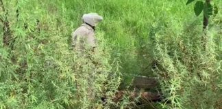 ਕਰਤਾਰਪੁਰ ਕੋਰੀਡੋਰ ਕੋਲੋਂ ਮਿਲੀ ਗਲ਼ੀ-ਸੜੀ ਲਾਸ਼