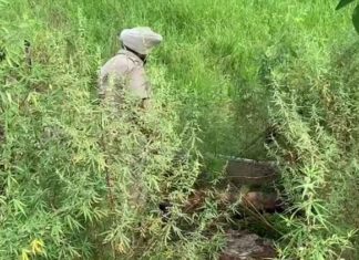 ਕਰਤਾਰਪੁਰ ਕੋਰੀਡੋਰ ਕੋਲੋਂ ਮਿਲੀ ਗਲ਼ੀ-ਸੜੀ ਲਾਸ਼