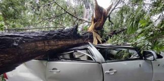 ਨੈਣਾ ਦੇਵੀ ਮੰਦਰ ਤੋਂ ਮੱਥਾ ਟੇਕ ਕੇ ਵਾਪਸ ਆ ਰਹੇ ਸ਼ਰਧਾਲੂਆਂ ਨਾਲ ਵਾਪਰਿਆ ਹਾਦਸਾ, ਚੱਲਦੀ ਗੱਡੀ ‘ਤੇ ਡਿੱਗਾ ਦਰੱਖਤ