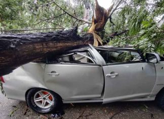 ਨੈਣਾ ਦੇਵੀ ਮੰਦਰ ਤੋਂ ਮੱਥਾ ਟੇਕ ਕੇ ਵਾਪਸ ਆ ਰਹੇ ਸ਼ਰਧਾਲੂਆਂ ਨਾਲ ਵਾਪਰਿਆ ਹਾਦਸਾ, ਚੱਲਦੀ ਗੱਡੀ ‘ਤੇ ਡਿੱਗਾ ਦਰੱਖਤ