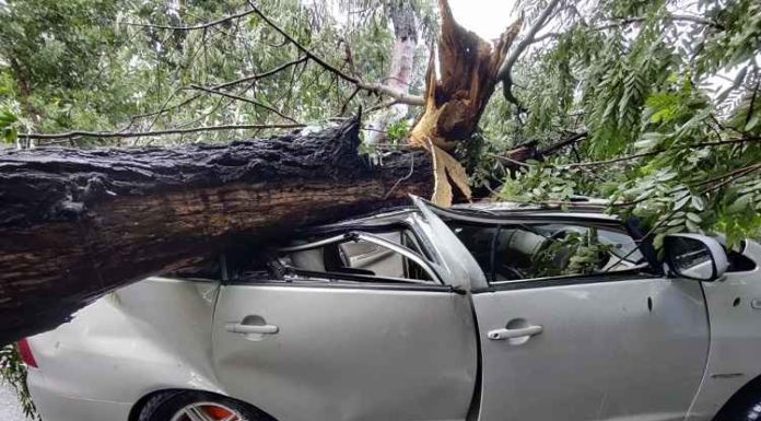 ਨੈਣਾ ਦੇਵੀ ਮੰਦਰ ਤੋਂ ਮੱਥਾ ਟੇਕ ਕੇ ਵਾਪਸ ਆ ਰਹੇ ਸ਼ਰਧਾਲੂਆਂ ਨਾਲ ਵਾਪਰਿਆ ਹਾਦਸਾ, ਚੱਲਦੀ ਗੱਡੀ ‘ਤੇ ਡਿੱਗਾ ਦਰੱਖਤ