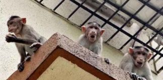 ਬਾਂਦਰਾਂ ਦੇ ਹਮਲੇ ਤੋਂ ਬਚਣ ਲਈ ਭਾਜਪਾ ਆਗੂ ਦੀ ਪਤਨੀ ਨੇ ਛੱਤ ਤੋਂ ਮਾਰੀ ਛਾਲ, ਮੌਤ