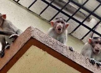 ਬਾਂਦਰਾਂ ਦੇ ਹਮਲੇ ਤੋਂ ਬਚਣ ਲਈ ਭਾਜਪਾ ਆਗੂ ਦੀ ਪਤਨੀ ਨੇ ਛੱਤ ਤੋਂ ਮਾਰੀ ਛਾਲ, ਮੌਤ