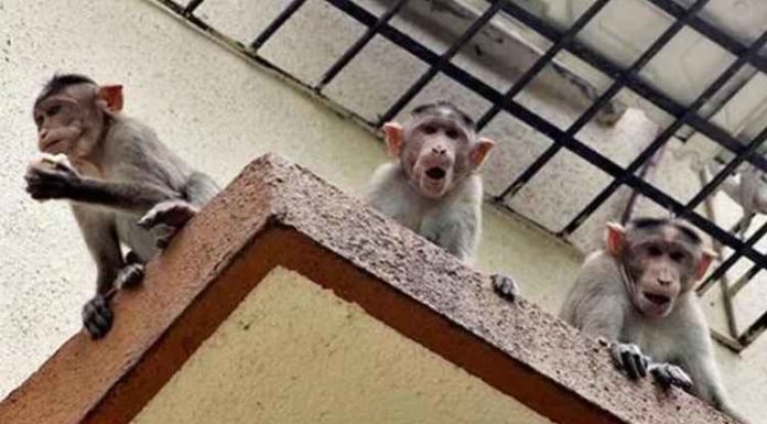 ਬਾਂਦਰਾਂ ਦੇ ਹਮਲੇ ਤੋਂ ਬਚਣ ਲਈ ਭਾਜਪਾ ਆਗੂ ਦੀ ਪਤਨੀ ਨੇ ਛੱਤ ਤੋਂ ਮਾਰੀ ਛਾਲ, ਮੌਤ