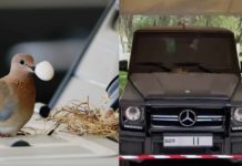 ਦੁਬਈ ਦੇ ਪ੍ਰਿੰਸ ਨੇ ਚਿੜੀ ਨੂੰ ਦੇ ਦਿੱਤੀ ਕਰੋੜਾਂ ਦੀ ਗੱਡੀ, ਕਾਰਨ ਪੜ੍ਹ ਕੇ ਹੋ ਜਾਓਗੇ ਹੈਰਾਨ !