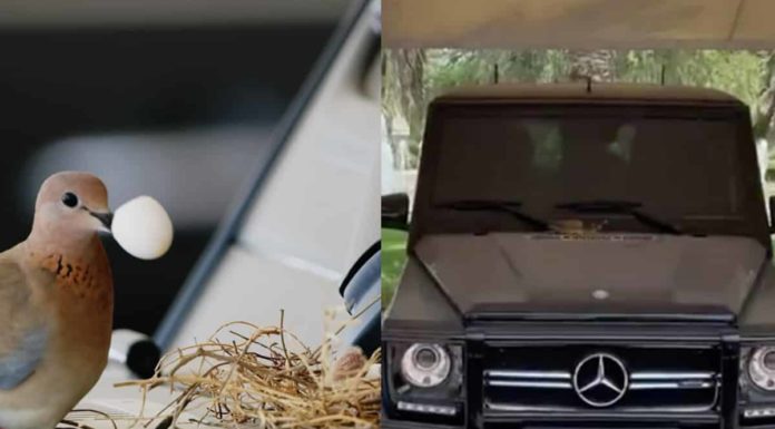 ਦੁਬਈ ਦੇ ਪ੍ਰਿੰਸ ਨੇ ਚਿੜੀ ਨੂੰ ਦੇ ਦਿੱਤੀ ਕਰੋੜਾਂ ਦੀ ਗੱਡੀ, ਕਾਰਨ ਪੜ੍ਹ ਕੇ ਹੋ ਜਾਓਗੇ ਹੈਰਾਨ !