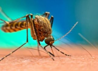 ਮੱਛਰ ਦੇ ਇਕ ਵਾਰ ਕੱਟਣ ਨਾਲ ਫੈਲ ਰਿਹੈ ਡੇਂਗੂ ਅਤੇ ਚਿਕਨਗੁਨੀਆ, PGI ਦੀ ਸਟੱਡੀ