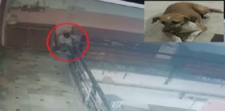 ਜਲੰਧਰ ਦੇ ਰੈਣਕ ਬਾਜ਼ਾਰ ‘ਚ ਹੋਇਆ ਸ਼ਰਮਨਾਕ ਕਾਰਾ, ਮੁੰਡੇ ਨੇ ਬੇਜ਼ੁਬਾਨ ਜਾਨਵਰ ਨਾਲ ਕੀਤਾ ਕੁਕਰਮ