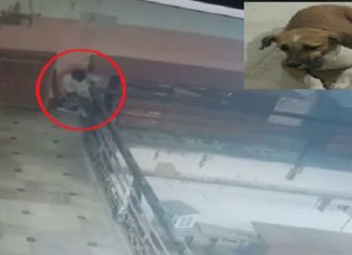 ਜਲੰਧਰ ਦੇ ਰੈਣਕ ਬਾਜ਼ਾਰ ‘ਚ ਹੋਇਆ ਸ਼ਰਮਨਾਕ ਕਾਰਾ, ਮੁੰਡੇ ਨੇ ਬੇਜ਼ੁਬਾਨ ਜਾਨਵਰ ਨਾਲ ਕੀਤਾ ਕੁਕਰਮ