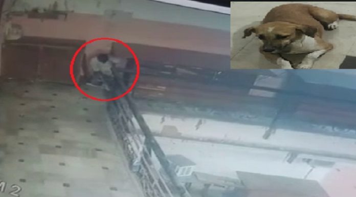 ਜਲੰਧਰ ਦੇ ਰੈਣਕ ਬਾਜ਼ਾਰ ‘ਚ ਹੋਇਆ ਸ਼ਰਮਨਾਕ ਕਾਰਾ, ਮੁੰਡੇ ਨੇ ਬੇਜ਼ੁਬਾਨ ਜਾਨਵਰ ਨਾਲ ਕੀਤਾ ਕੁਕਰਮ