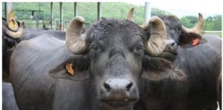 ਮੱਝ ਦੀ ਮੌਤ ਤੋਂ ਬਾਅਦ ਮਨਾਈ 17ਵੀਂ, ਲੱਡੂ ਤੇ ਜਲੇਬੀਆਂ ਖੁਆਈਆਂ, 21 ਕੱਟੀਆਂ ਤੇ 1 ਕੱਟੇ ਨੂੰ ਦਿੱਤਾ ਸੀ ਜਨਮ