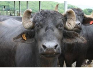 ਮੱਝ ਦੀ ਮੌਤ ਤੋਂ ਬਾਅਦ ਮਨਾਈ 17ਵੀਂ, ਲੱਡੂ ਤੇ ਜਲੇਬੀਆਂ ਖੁਆਈਆਂ, 21 ਕੱਟੀਆਂ ਤੇ 1 ਕੱਟੇ ਨੂੰ ਦਿੱਤਾ ਸੀ ਜਨਮ