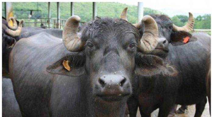 ਮੱਝ ਦੀ ਮੌਤ ਤੋਂ ਬਾਅਦ ਮਨਾਈ 17ਵੀਂ, ਲੱਡੂ ਤੇ ਜਲੇਬੀਆਂ ਖੁਆਈਆਂ, 21 ਕੱਟੀਆਂ ਤੇ 1 ਕੱਟੇ ਨੂੰ ਦਿੱਤਾ ਸੀ ਜਨਮ