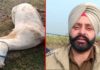 ਸ਼ਿਕਾਰ ਖੇਡਣ ਦੇ ਚੱਕਰ ‘ਚ ਗੁਰਦੁਆਰਾ ਸਾਹਿਬ ਦੇ ਘੋੜੇ ਨੂੰ ਮਾਰੀ ਗੋਲੀ, ਮੌਤ