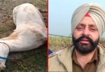 ਸ਼ਿਕਾਰ ਖੇਡਣ ਦੇ ਚੱਕਰ ‘ਚ ਗੁਰਦੁਆਰਾ ਸਾਹਿਬ ਦੇ ਘੋੜੇ ਨੂੰ ਮਾਰੀ ਗੋਲੀ, ਮੌਤ