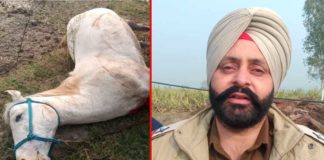 ਸ਼ਿਕਾਰ ਖੇਡਣ ਦੇ ਚੱਕਰ ‘ਚ ਗੁਰਦੁਆਰਾ ਸਾਹਿਬ ਦੇ ਘੋੜੇ ਨੂੰ ਮਾਰੀ ਗੋਲੀ, ਮੌਤ