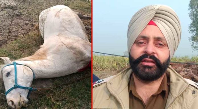 ਸ਼ਿਕਾਰ ਖੇਡਣ ਦੇ ਚੱਕਰ ‘ਚ ਗੁਰਦੁਆਰਾ ਸਾਹਿਬ ਦੇ ਘੋੜੇ ਨੂੰ ਮਾਰੀ ਗੋਲੀ, ਮੌਤ