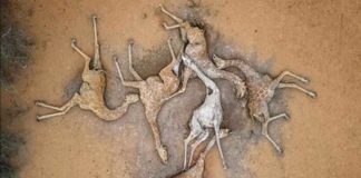 ਕੀਨੀਆ ਤੋਂ ਸਾਹਮਣੇ ਆਈਆਂ ਹੈਰਾਨ ਕਰਨ ਵਾਲੀਆਂ ਤਸਵੀਰਾਂ, ਸੋਕੇ ਕਾਰਨ ਕਈ ਜਿਰਾਫਾਂ ਦੀ ਮੌਤ