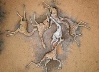 ਕੀਨੀਆ ਤੋਂ ਸਾਹਮਣੇ ਆਈਆਂ ਹੈਰਾਨ ਕਰਨ ਵਾਲੀਆਂ ਤਸਵੀਰਾਂ, ਸੋਕੇ ਕਾਰਨ ਕਈ ਜਿਰਾਫਾਂ ਦੀ ਮੌਤ