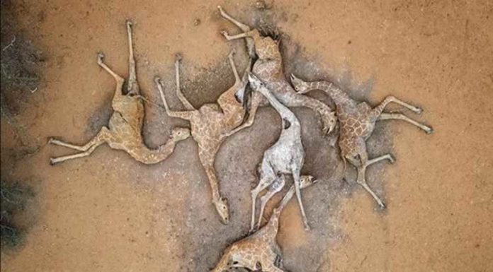 ਕੀਨੀਆ ਤੋਂ ਸਾਹਮਣੇ ਆਈਆਂ ਹੈਰਾਨ ਕਰਨ ਵਾਲੀਆਂ ਤਸਵੀਰਾਂ, ਸੋਕੇ ਕਾਰਨ ਕਈ ਜਿਰਾਫਾਂ ਦੀ ਮੌਤ