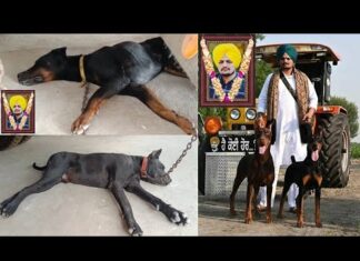 ਮੂਸੇਵਾਲਾ ਦੇ ਕੁੱਤਿਆਂ ਨੂੰ ਹੁਣ ਵੀ ਸਿੱਧੂ ਦੇ ਆਉਣ ਦੀ ਉਮੀਦ, ਖੜਾਕ ਹੋਣ ‘ਤੇ ਟਿਕਾਉਂਦੇ ਨੇ ਗੇਟ ਵੱਲ ਨਜ਼ਰਾਂ