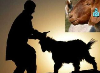 ਅੱਜ ਪੂਰੇ ਭਾਰਤ ‘ਚ ਬਕਰੀਦ ਦਾ ਤਿਉਹਾਰ ਮਨਾਇਆ ਜਾ ਰਿਹਾ ਹੈ, ਆਓ ਜਾਣਦੇ ਹਾਂ ਕਿ ਇਸ ਦਿਨ ਬੱਕਰੇ ਦੀ ਬਲੀ ਕਿਉਂ ਦਿੱਤੀ ਜਾਂਦੀ ਹੈ, ਬਲੀ ਦੇਣ ਵਾਲਾ ਬੱਕਰਾ ਕਿਹੋ ਜਿਹੇ ਹੁੰਦਾ ਹੈ