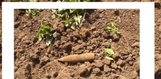 ਪਿੰਡ ਬਾਧਾ ਦੇ ਖੇਤਾਂ ‘ਚੋਂ ਪੁਰਾਣਾ ਬੰਬ ਮਿਲਣ ਨਾਲ ਇਲਾਕੇ ‘ਚ ਫੈਲੀ ਸਨਸਨੀ