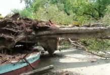 ਵੱਡਾ ਹਾਦਸਾ: ਚੰਡੀਗੜ੍ਹ ਦੇ ਸਕੂਲ ‘ਚ ਦਰੱਖਤ ਡਿੱਗਣ ਨਾਲ 1 ਵਿਦਿਆਰਥੀ ਦੀ ਮੌਤ, ਕਈ ਜ਼ਖਮੀ