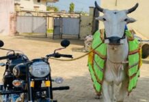 Jalandhar : ਪਸ਼ੂ ਮੇਲਿਆਂ ‘ਚ ਮਾਲਕ ਲਈ 45 ਬਾਈਕ ਤੇ ਇੱਕ ਟਰੈਕਟਰ ਜਿੱਤਣ ਵਾਲੇ ਬਲਦ ‘ਸਿਕੰਦਰ’ ਦੀ ‘ਲੰਪੀ ਸਕਿਨ’ ਨਾਲ ਮੌਤ