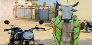 Jalandhar : ਪਸ਼ੂ ਮੇਲਿਆਂ ‘ਚ ਮਾਲਕ ਲਈ 45 ਬਾਈਕ ਤੇ ਇੱਕ ਟਰੈਕਟਰ ਜਿੱਤਣ ਵਾਲੇ ਬਲਦ ‘ਸਿਕੰਦਰ’ ਦੀ ‘ਲੰਪੀ ਸਕਿਨ’ ਨਾਲ ਮੌਤ