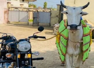 Jalandhar : ਪਸ਼ੂ ਮੇਲਿਆਂ ‘ਚ ਮਾਲਕ ਲਈ 45 ਬਾਈਕ ਤੇ ਇੱਕ ਟਰੈਕਟਰ ਜਿੱਤਣ ਵਾਲੇ ਬਲਦ ‘ਸਿਕੰਦਰ’ ਦੀ ‘ਲੰਪੀ ਸਕਿਨ’ ਨਾਲ ਮੌਤ