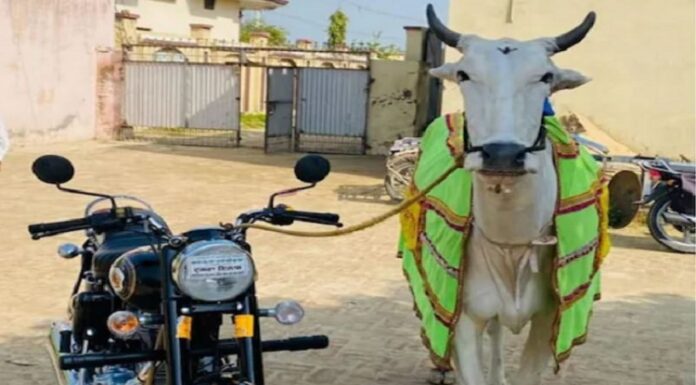 Jalandhar : ਪਸ਼ੂ ਮੇਲਿਆਂ ‘ਚ ਮਾਲਕ ਲਈ 45 ਬਾਈਕ ਤੇ ਇੱਕ ਟਰੈਕਟਰ ਜਿੱਤਣ ਵਾਲੇ ਬਲਦ ‘ਸਿਕੰਦਰ’ ਦੀ ‘ਲੰਪੀ ਸਕਿਨ’ ਨਾਲ ਮੌਤ