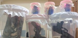 ਪੰਜਾਬ ਪੁਲਿਸ ਨੇ ਹਥਿਆਰਾਂ ਸਣੇ ਚਾਰ ਅੱਤਵਾਦੀਆਂ ਨੂੰ ਕੀਤਾ ਗ੍ਰਿਫਤਾਰ, ਦਿੱਲੀ ਪੁਲਿਸ ਨਾਲ ਕੀਤੀ ਕਾਰਵਾਈ